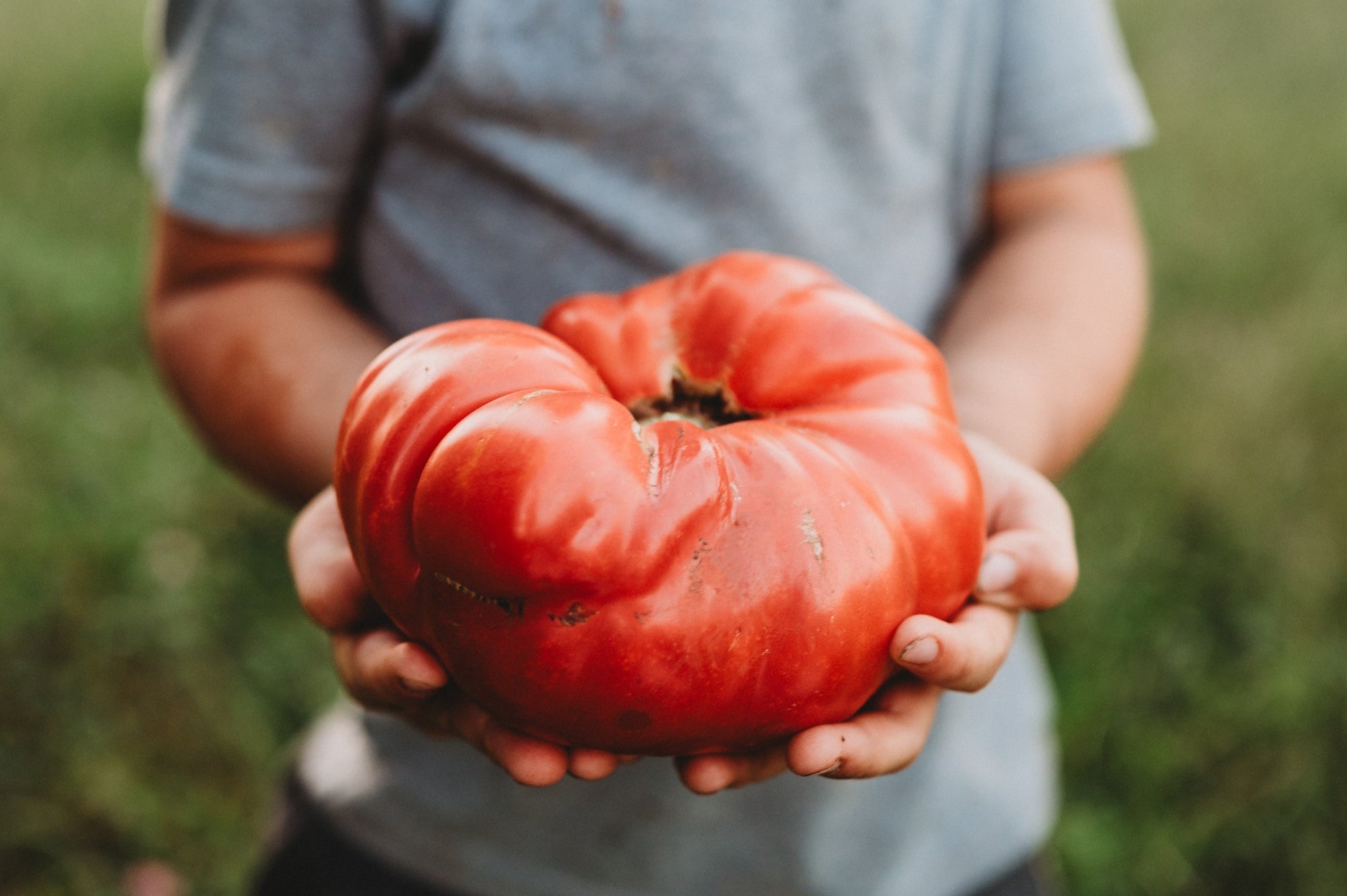 How to Save Tomato Seeds - A Beginner's Guide