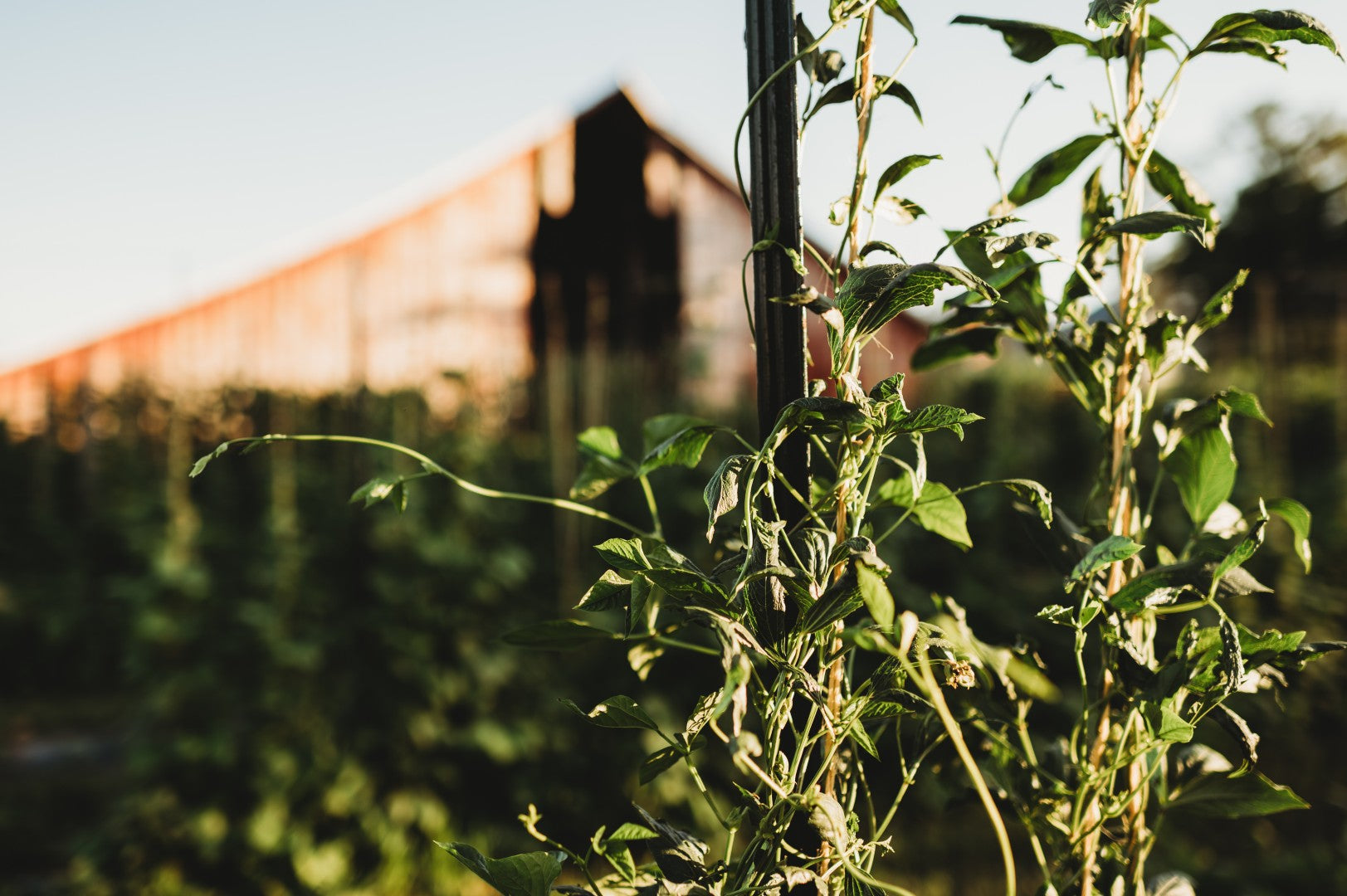 Why Plants Curl Their Leaves and Why (Most of the Time) You Shouldn't Care