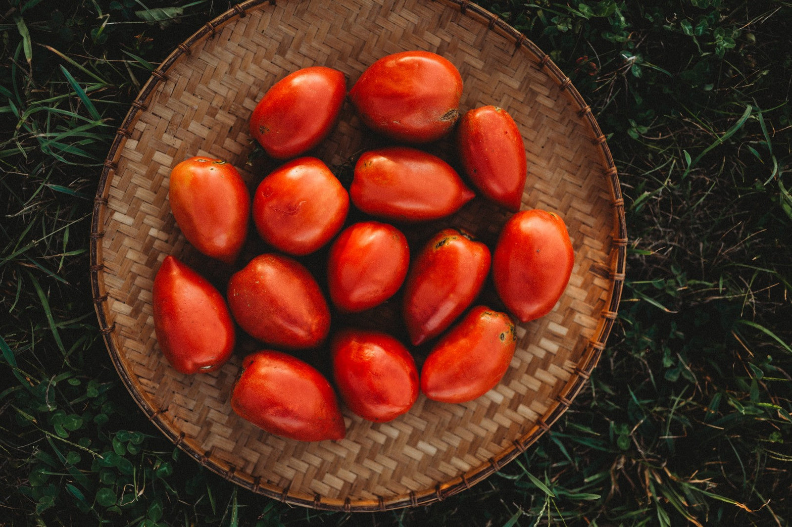 Amish Paste or Roma? A Gardener’s Guide to Choosing the Best Paste Tomato