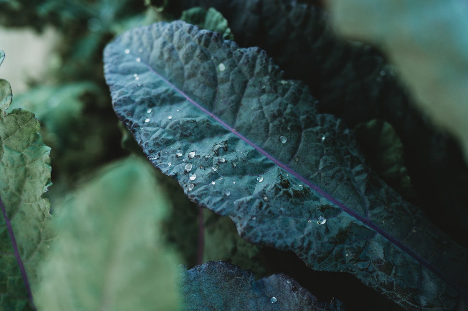 How to Grow Kale: The Easiest, Hardiest Green You Can Grow