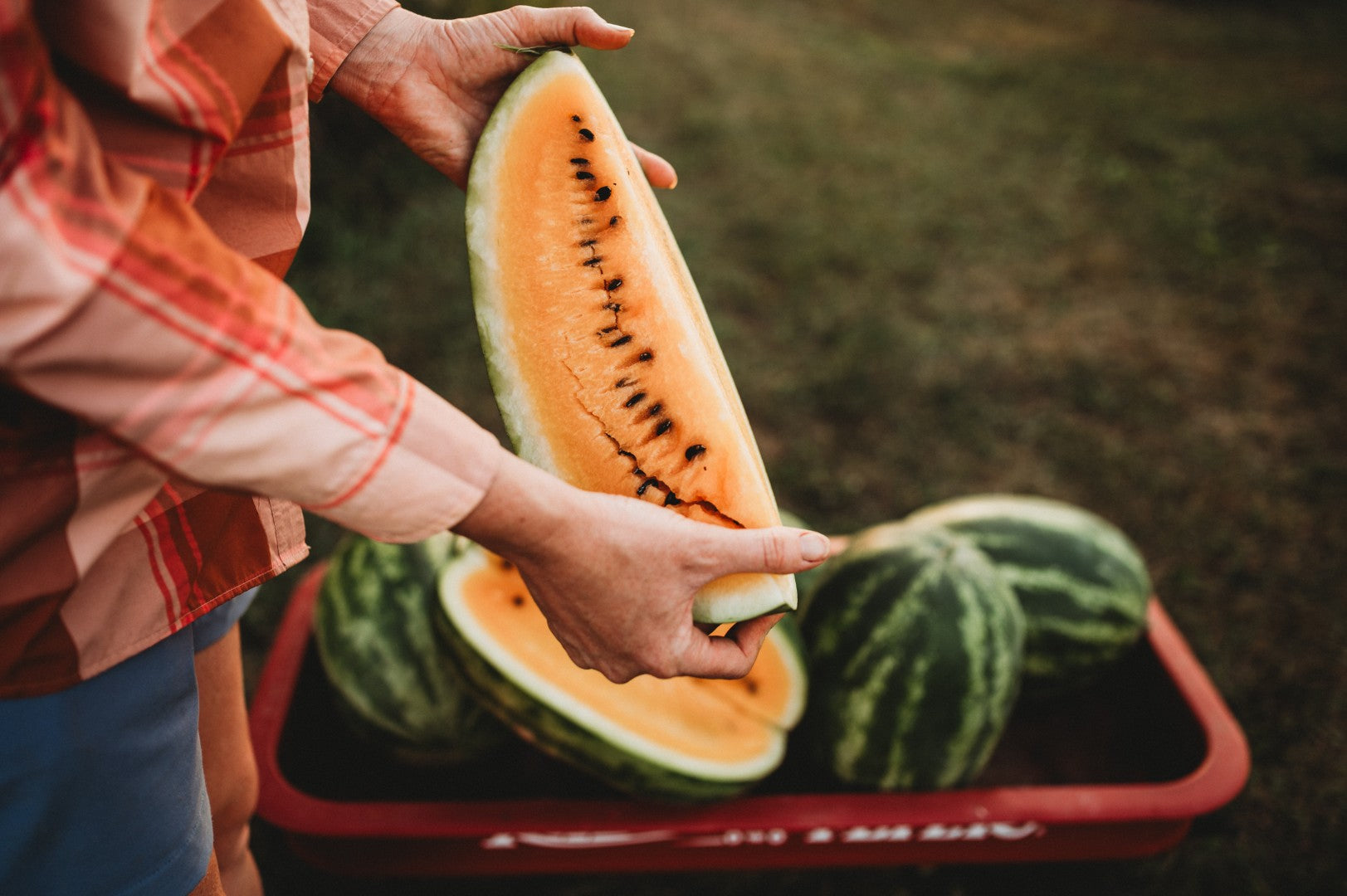Orange is the New Red: Everything You Need to Know About Orange Watermelons