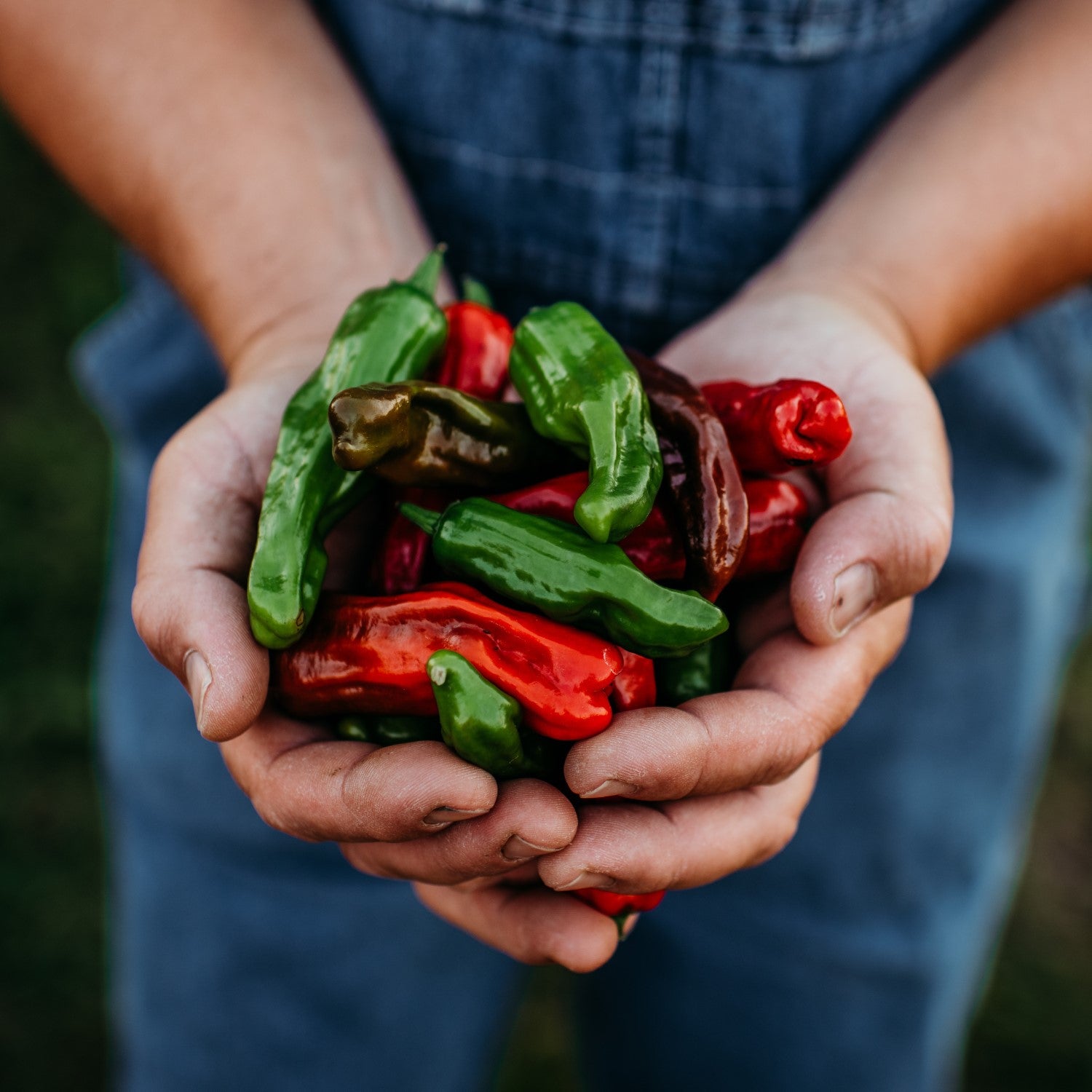 Sweet Peppers