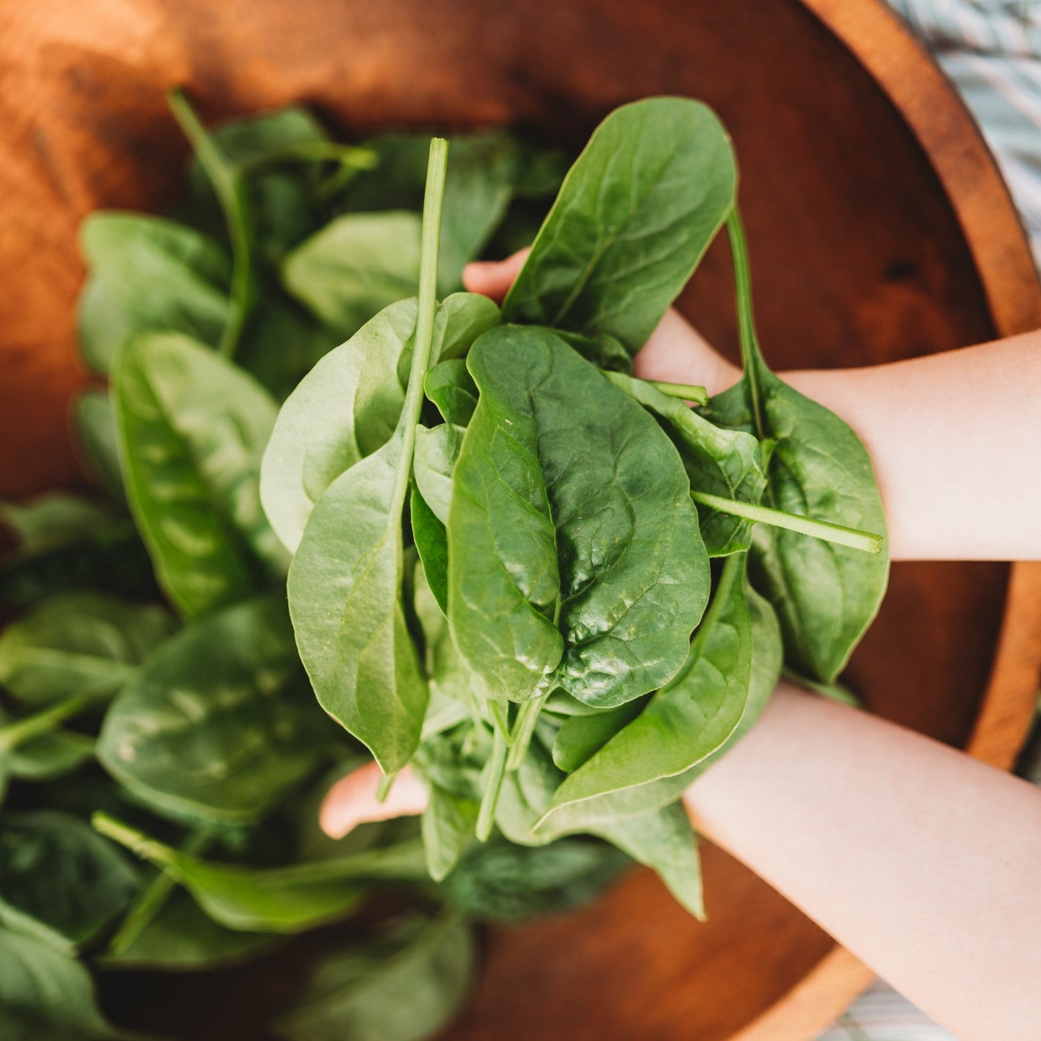 Spinach Seeds