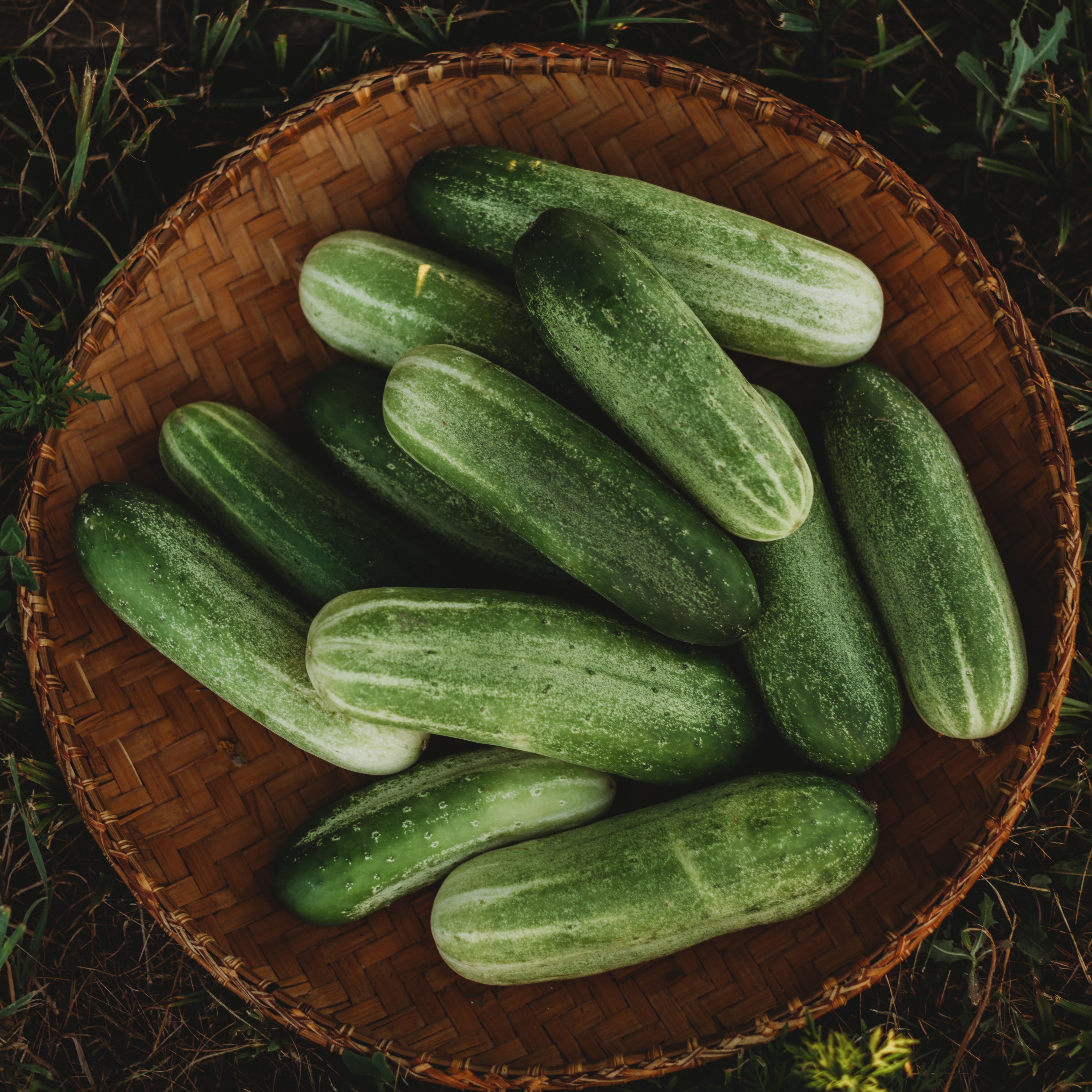 Heirloom and Open-Pollinated Cucumber Seeds