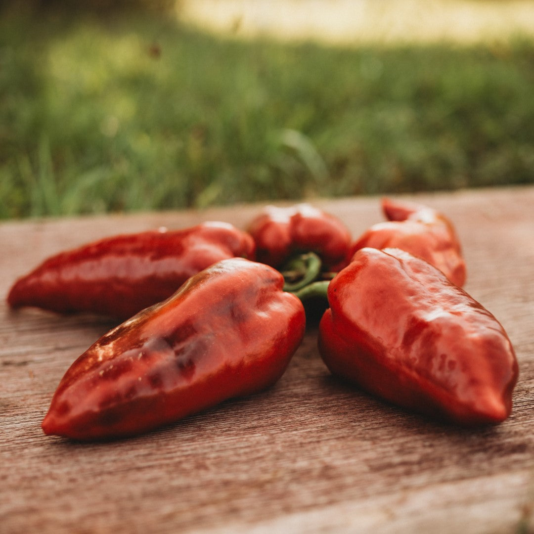 Corbaci biber pepper - Ataturk Institute-Yalova, Turkey