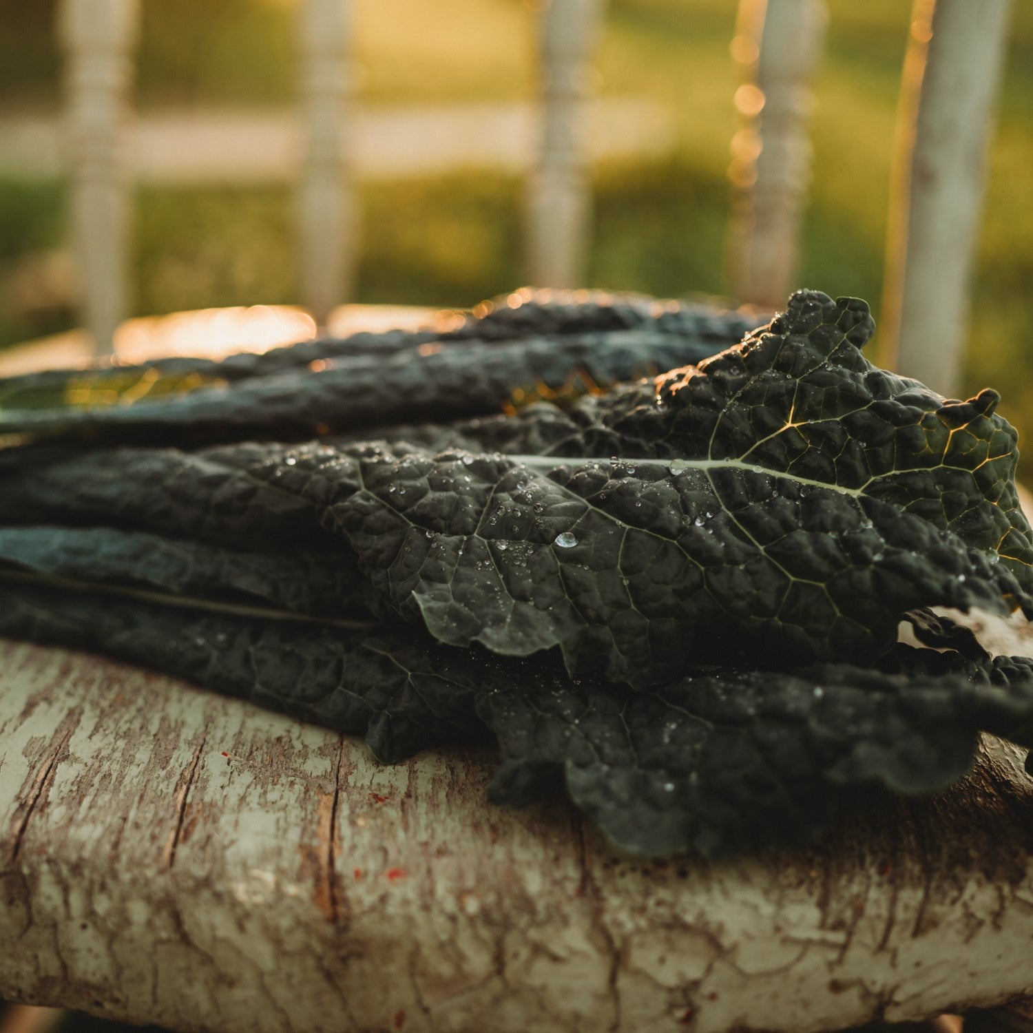 Heirloom Kale