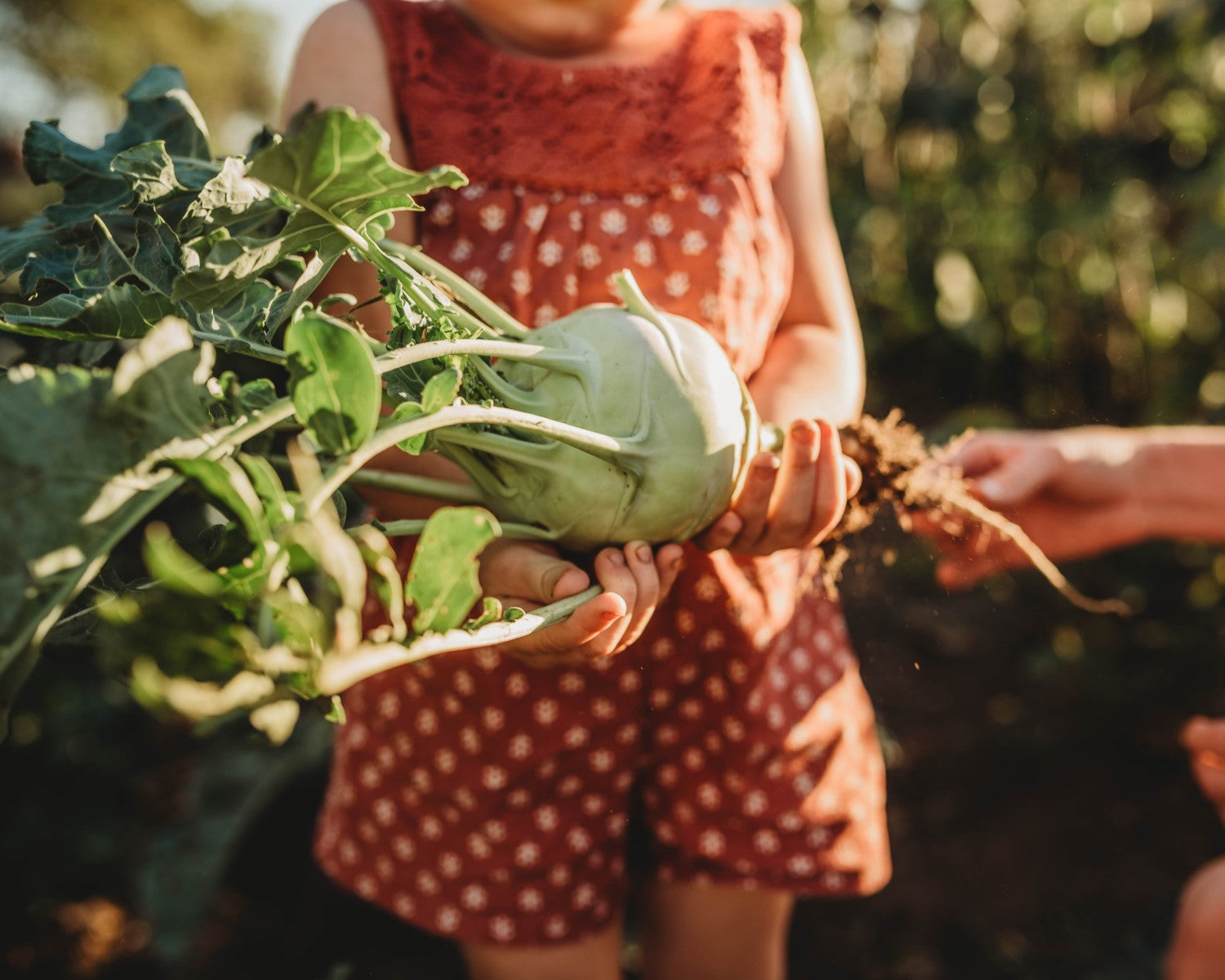 Heirloom Kohlrabi Seeds