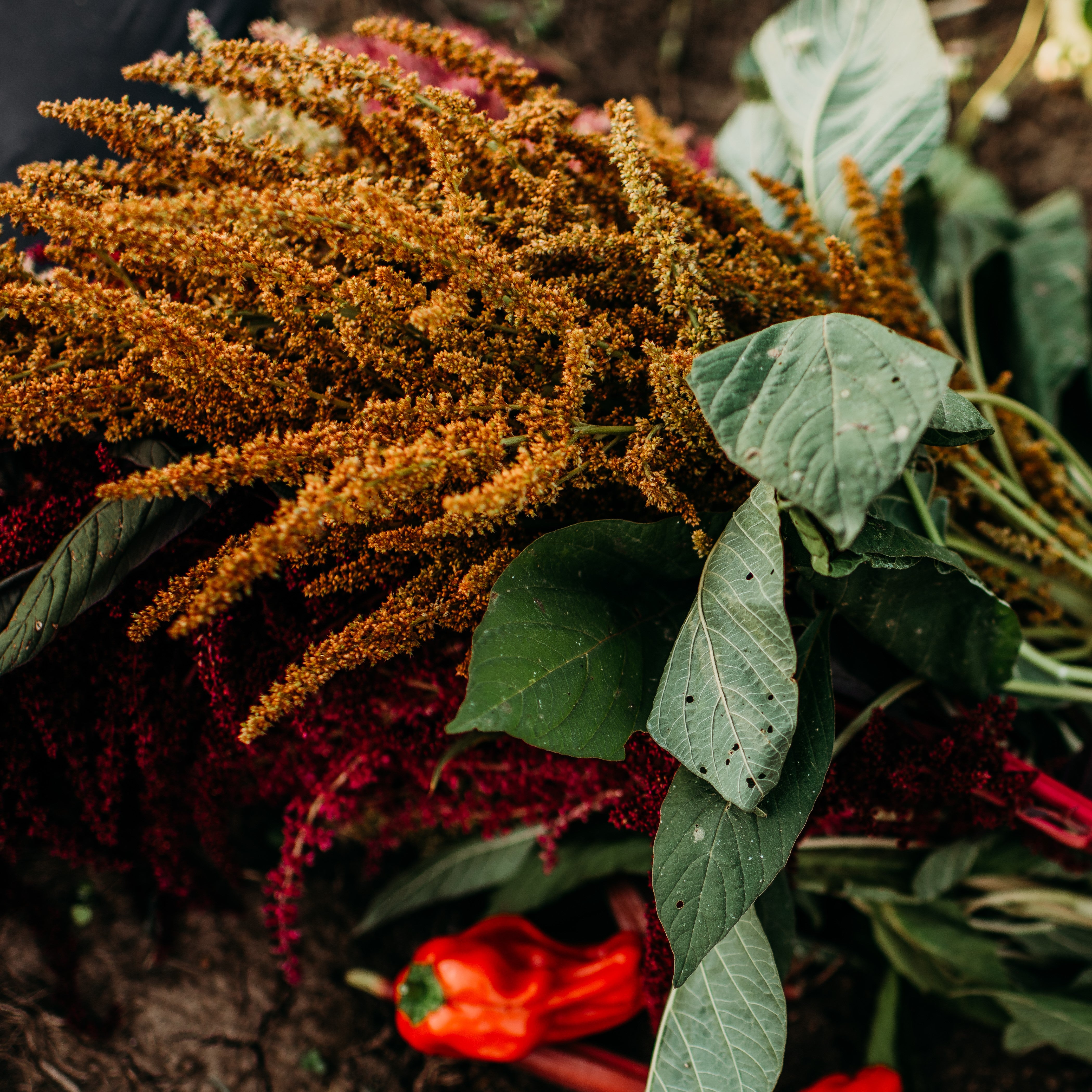 Amaranth