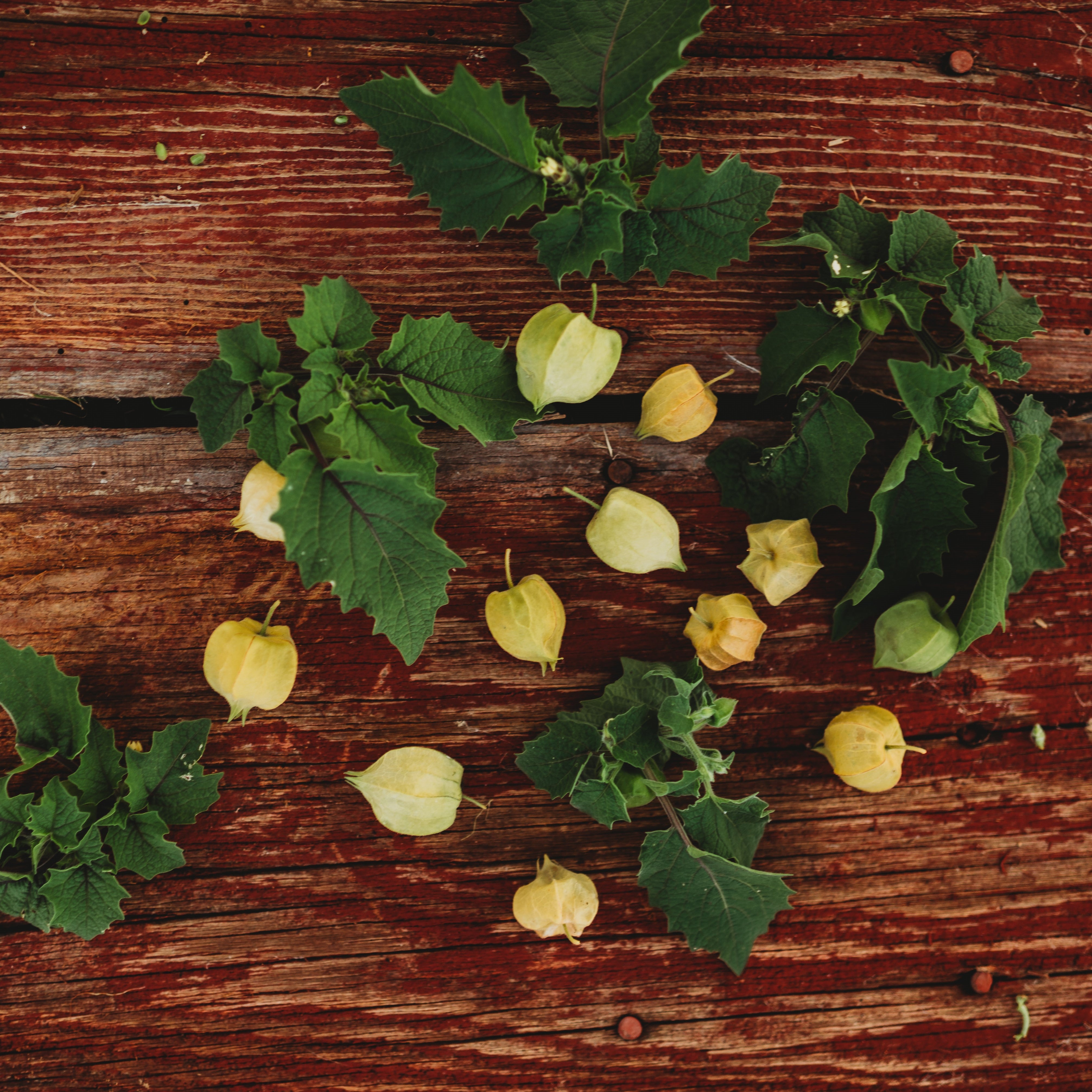 Garden Berries