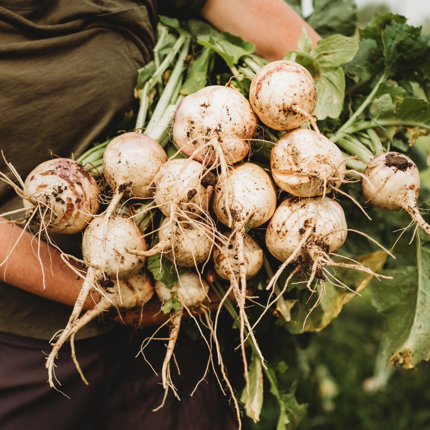 Turnips