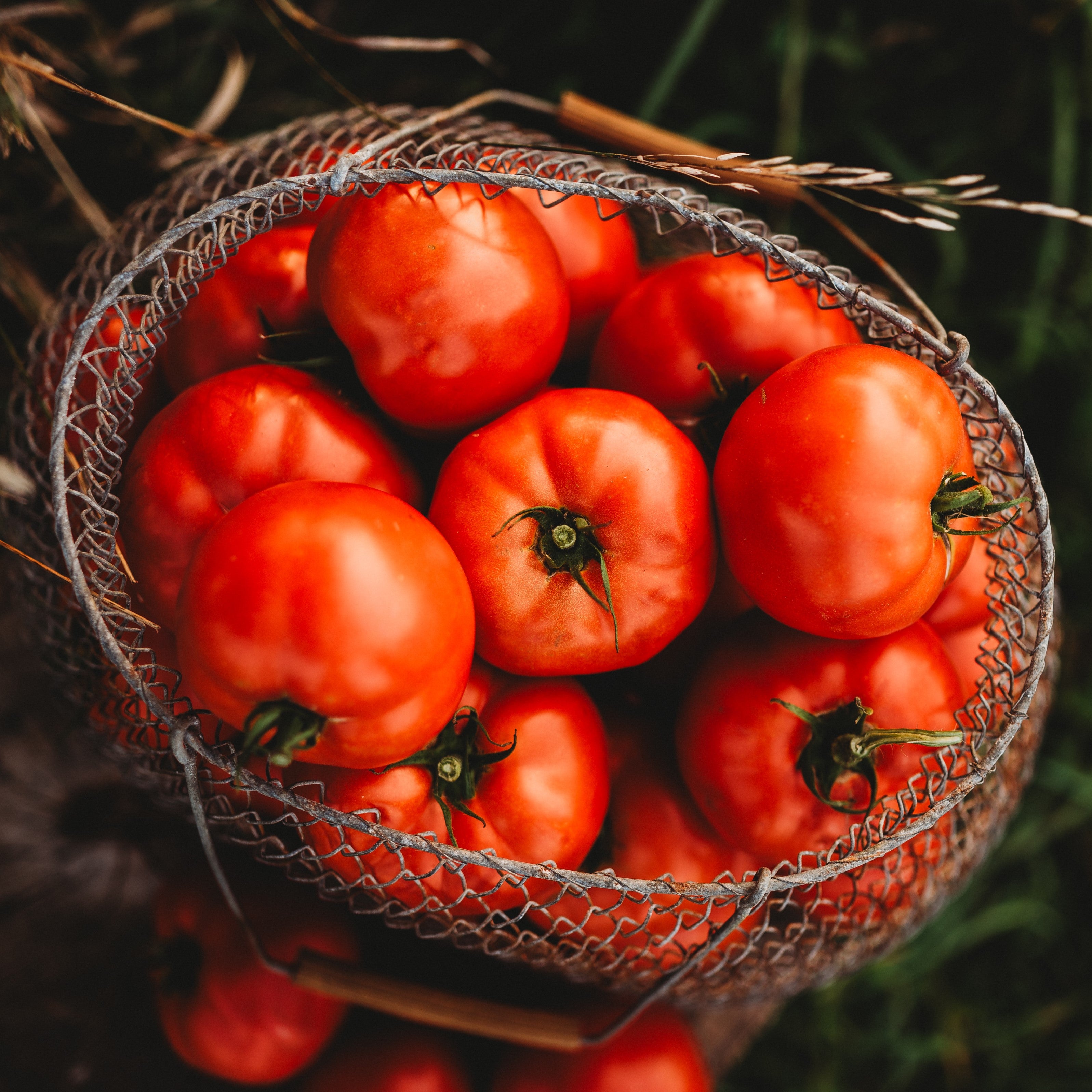 Heirloom and Open-Pollinated Tomato Seeds