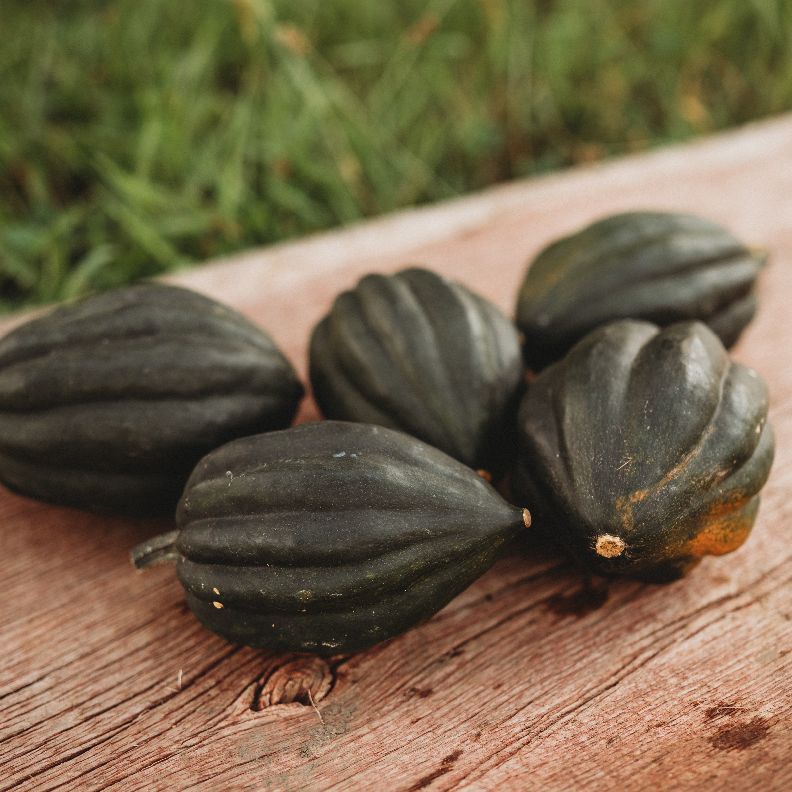 Heirloom and Open-Pollinated Winter Squash Seed