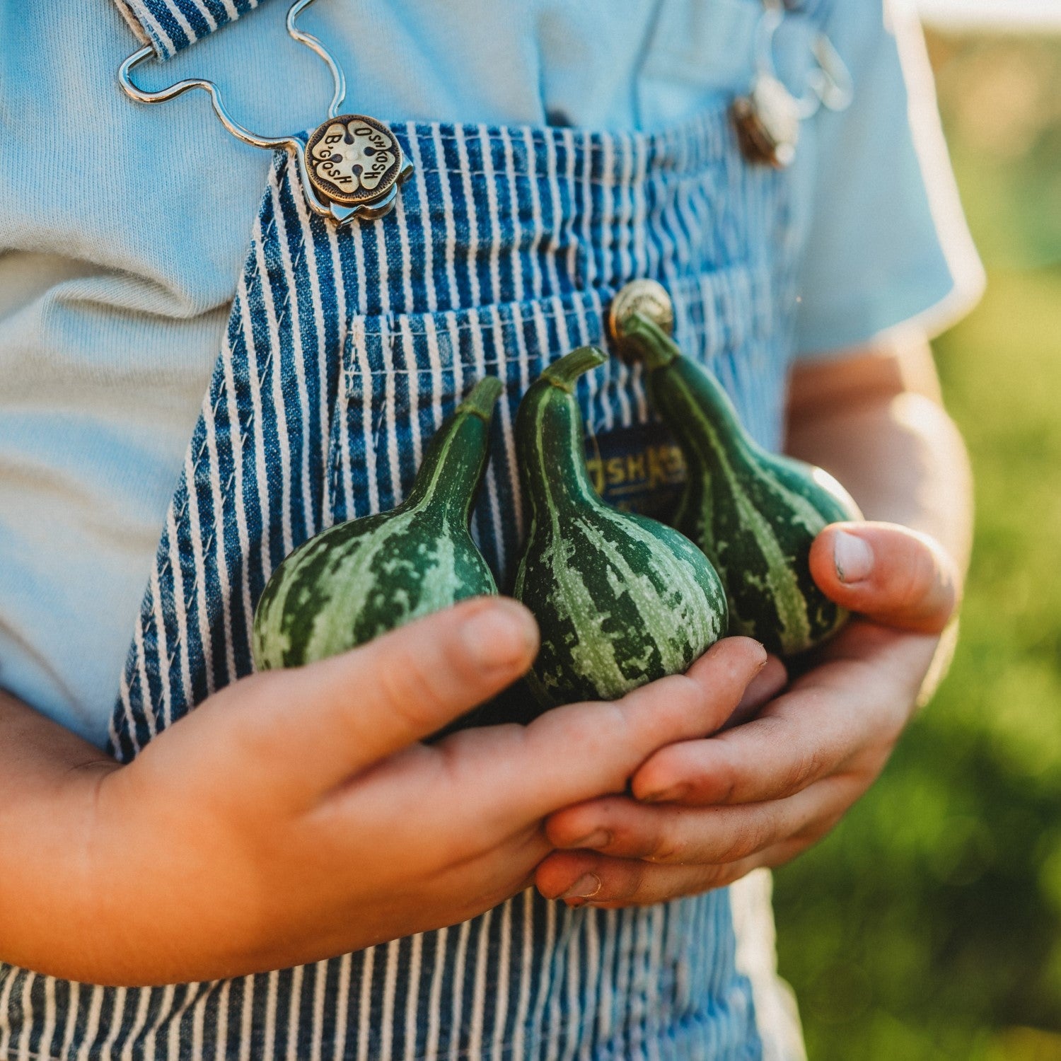 Heirloom Gourds