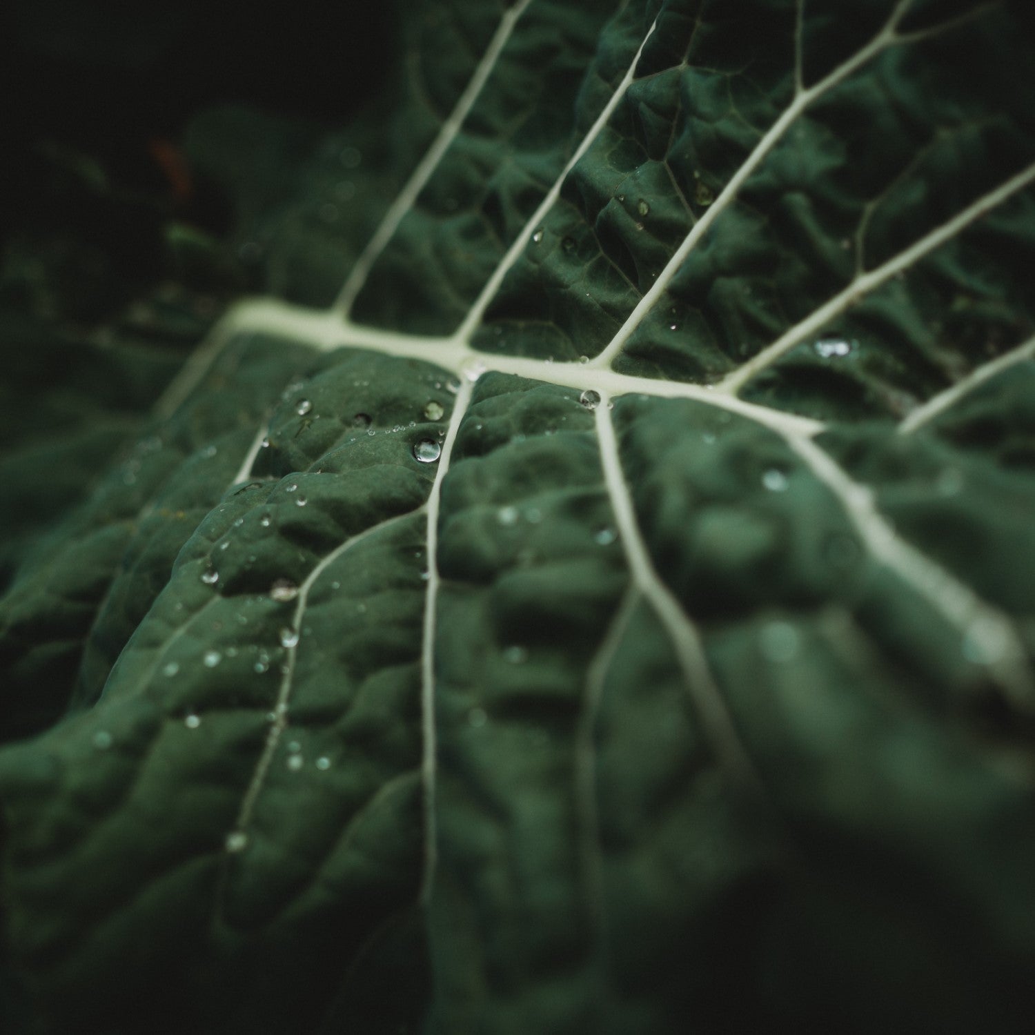 Collards