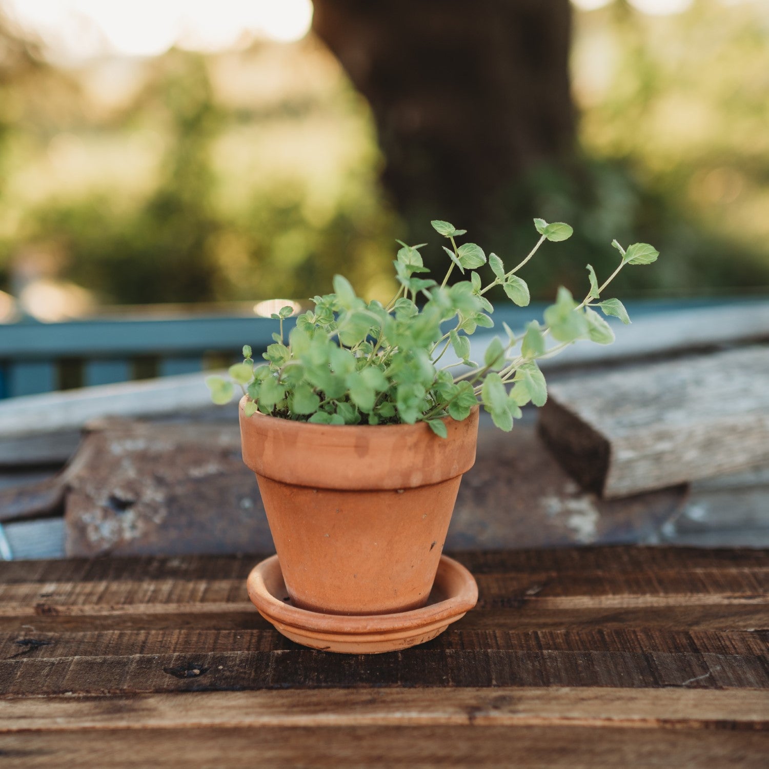 Heirloom Herb Seeds