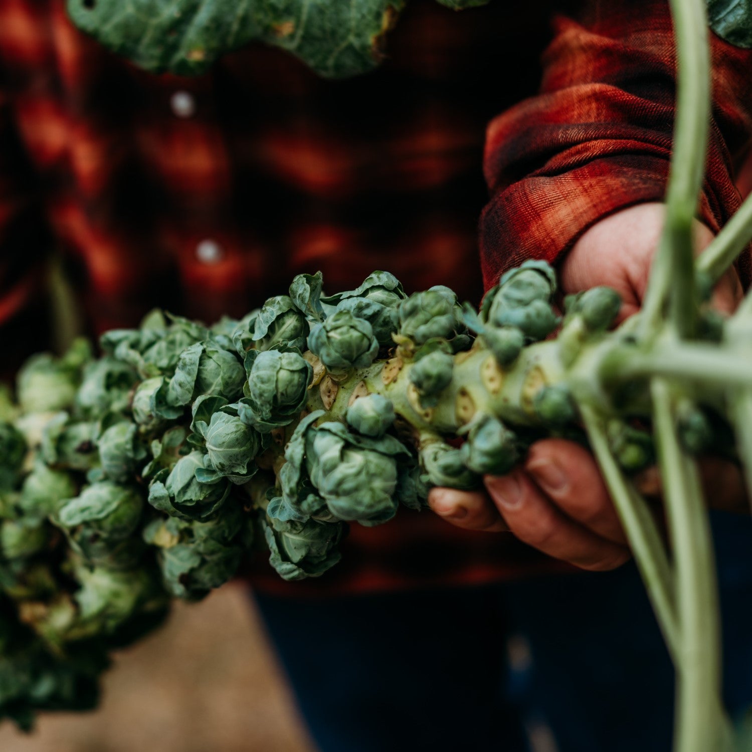 Heirloom Brussels Sprouts Seeds