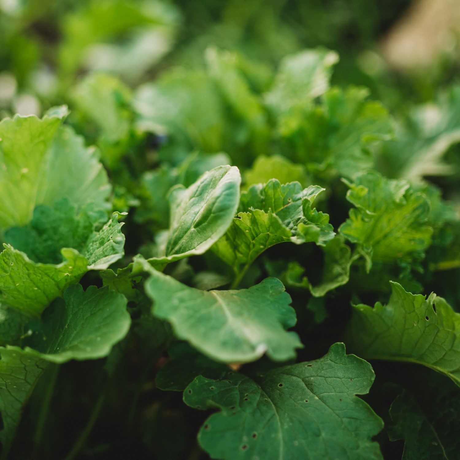Mustard Greens