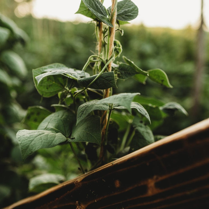 Bean growing on trellis