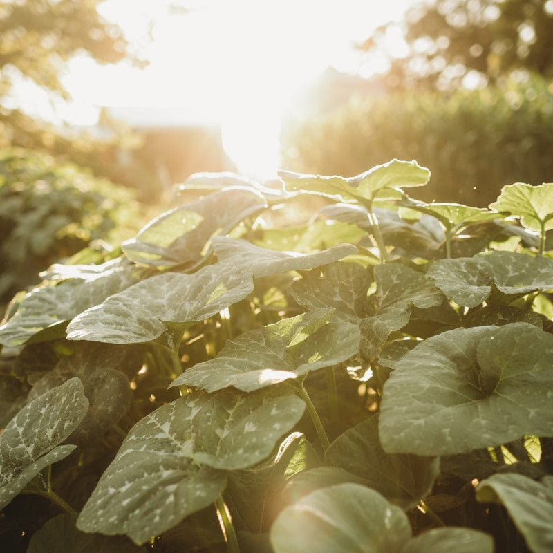 Squash plant