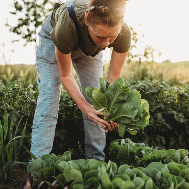 Woman harvesting lettuce