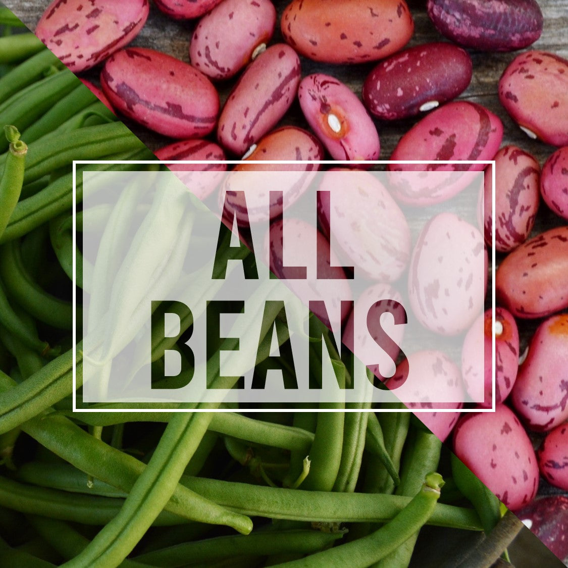 All Beans