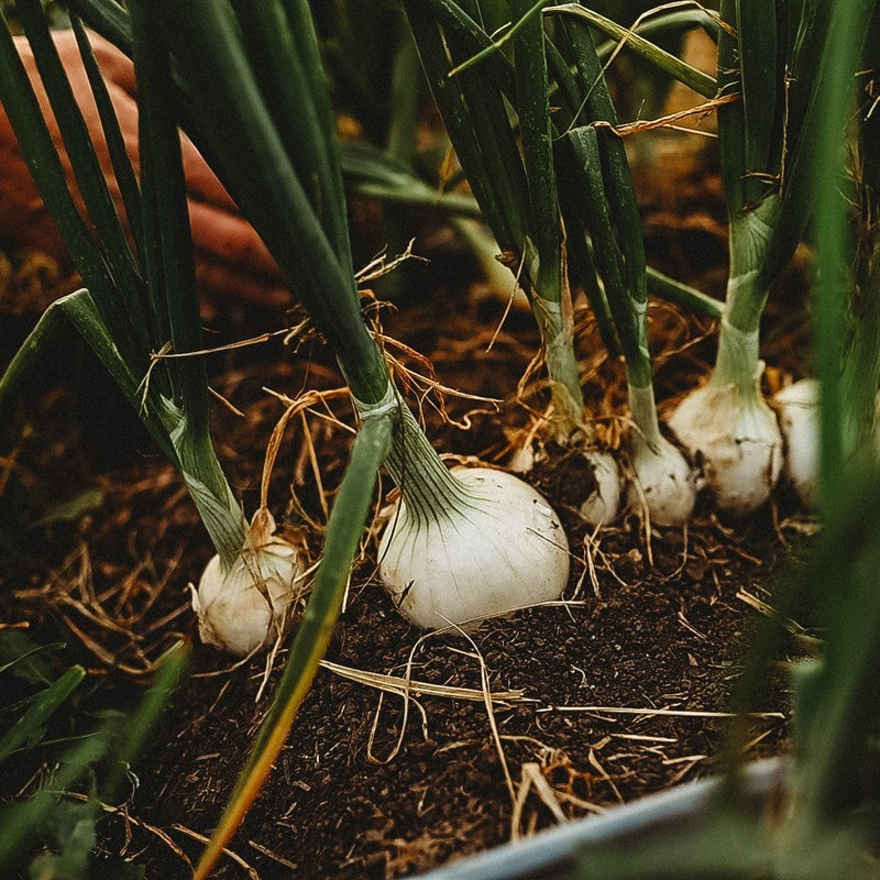 Onions growing
