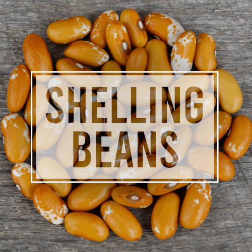 Shelling Beans