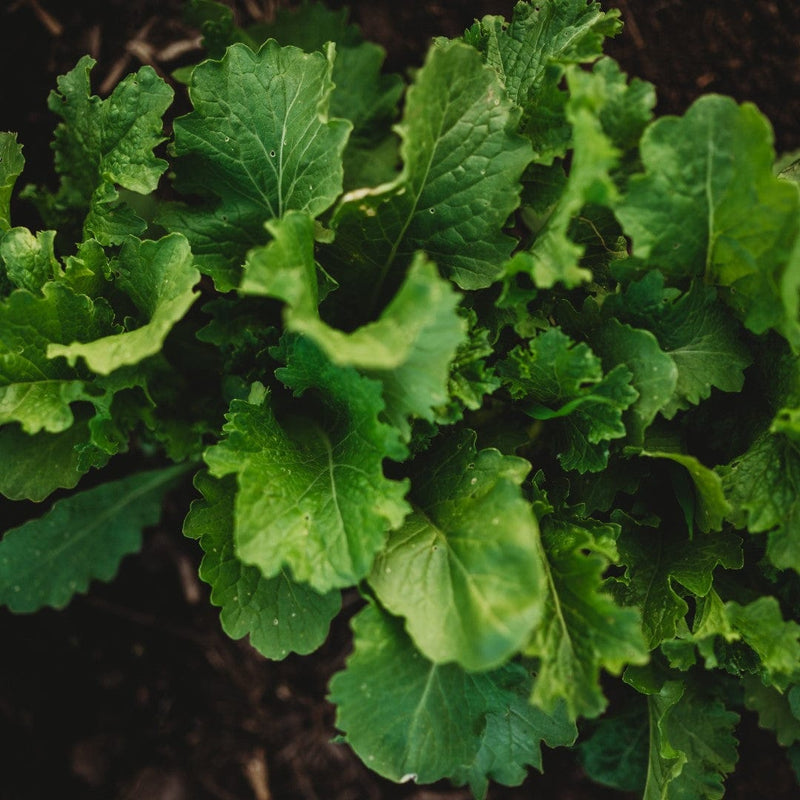 Mustard growing