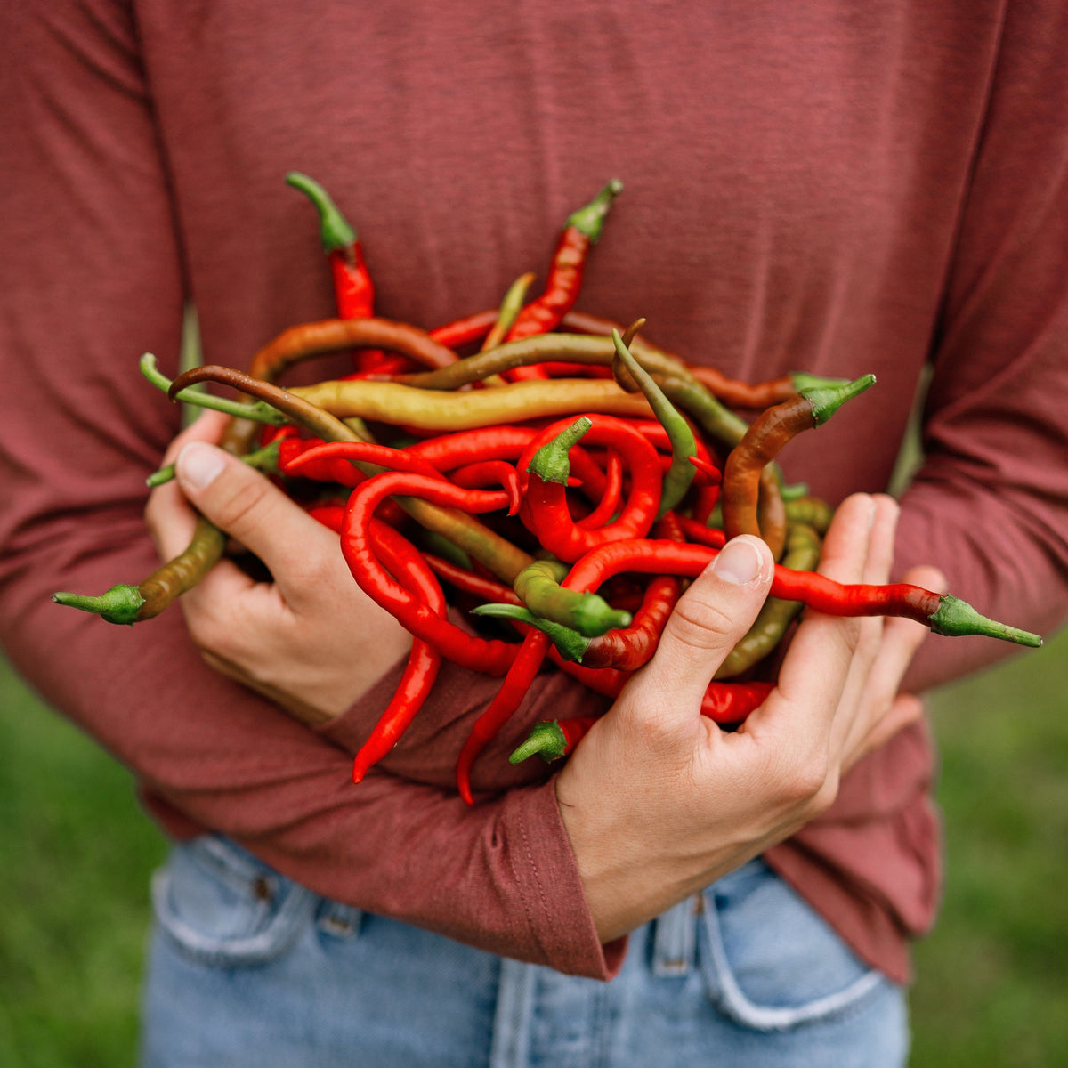 Aci Sivri Kil Pepper