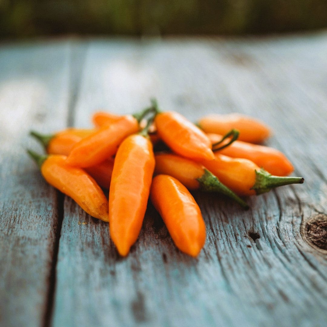 Aji Amarillo Chile Pepper