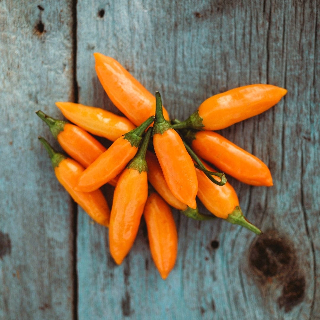 Aji Amarillo Chile Pepper