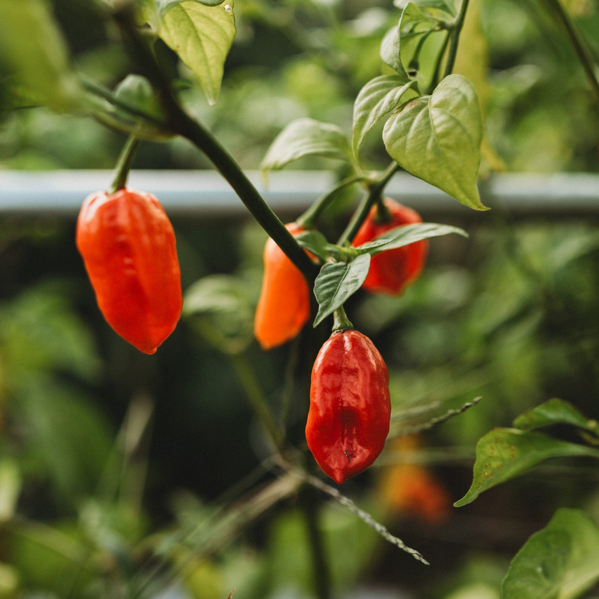 Aji Dulce Pepper