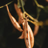 Alabama Blackeye Lima Bean (Butter Bean)