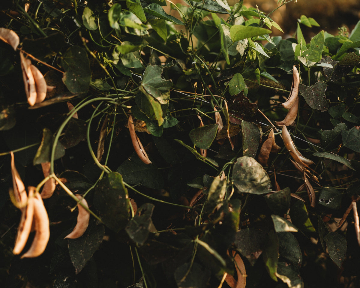 Alabama Blackeye Lima Bean (Butter Bean)