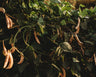 Alabama Blackeye Lima Bean (Butter Bean)