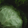 All Seasons Cabbage