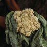 All Year Round Cauliflower
