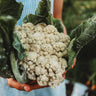 All Year Round Cauliflower