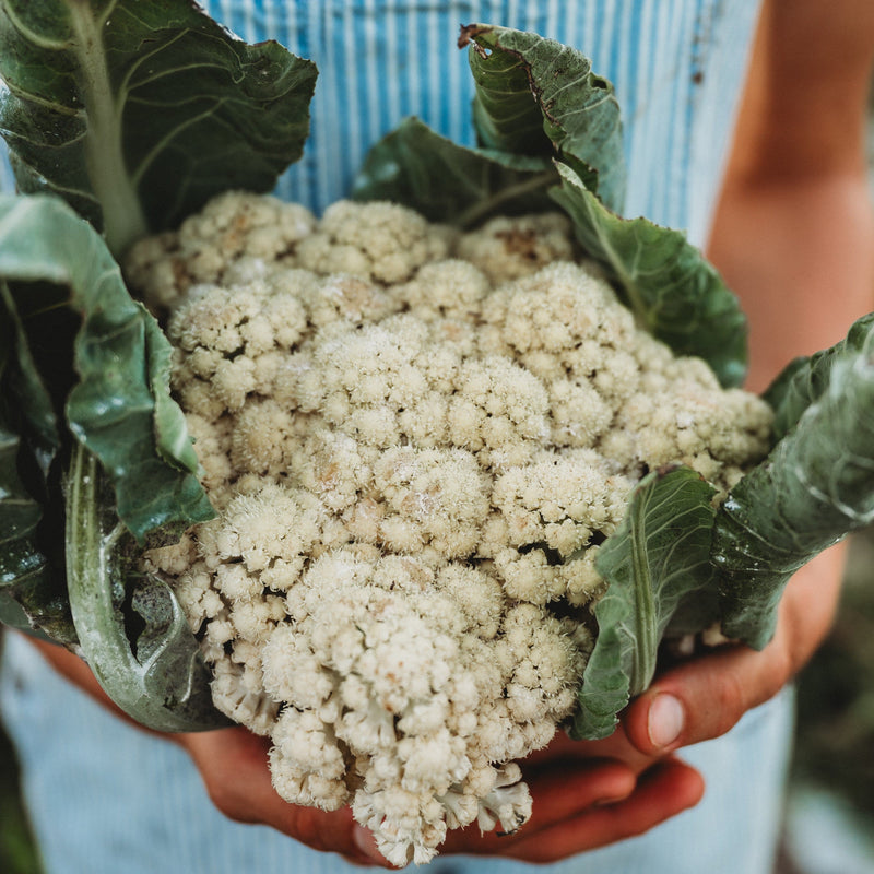 All Year Round Cauliflower
