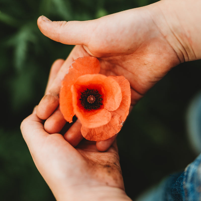 American Legion Red Poppy Seeds