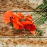 American Legion Red Poppy Seeds