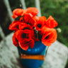 American Legion Red Poppy Seeds