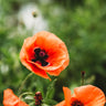 American Legion Red Poppy Seeds
