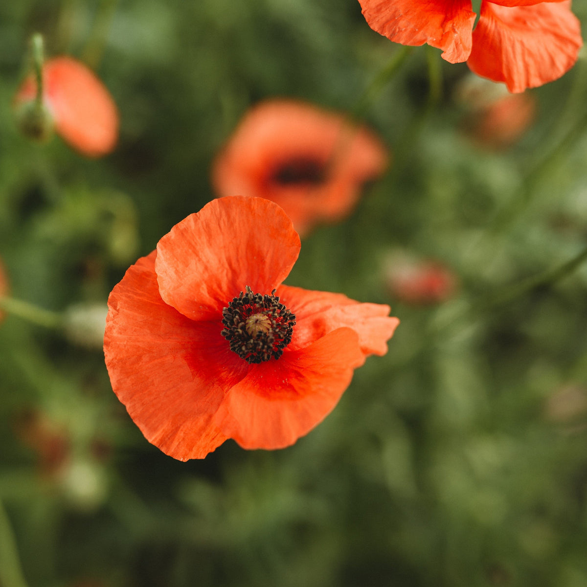 American Legion Red Poppy Seeds