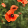 American Legion Red Poppy Seeds