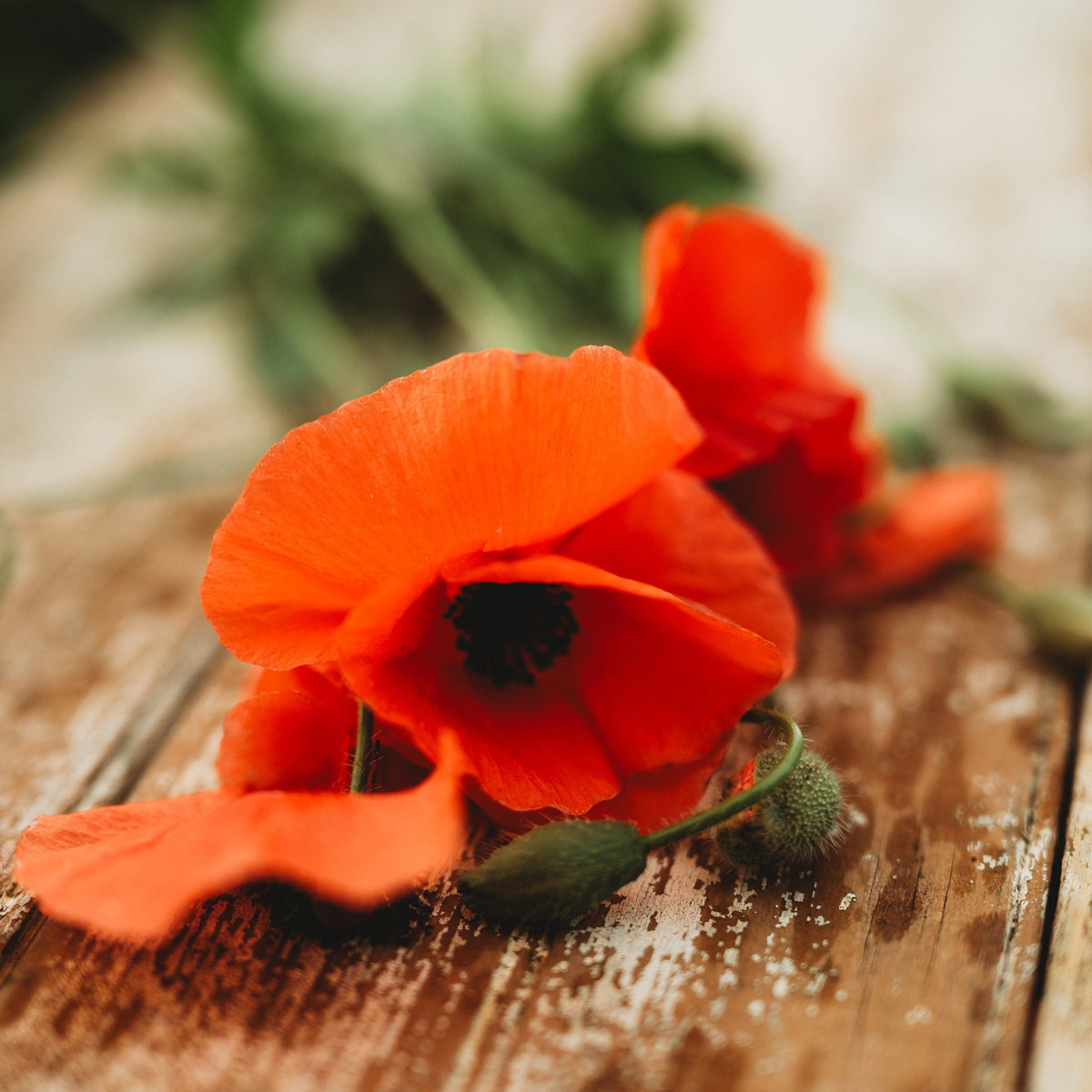 American Legion Red Poppy Seeds