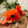 American Legion Red Poppy Seeds