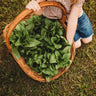 Amish Deer Tongue Heirloom Lettuce