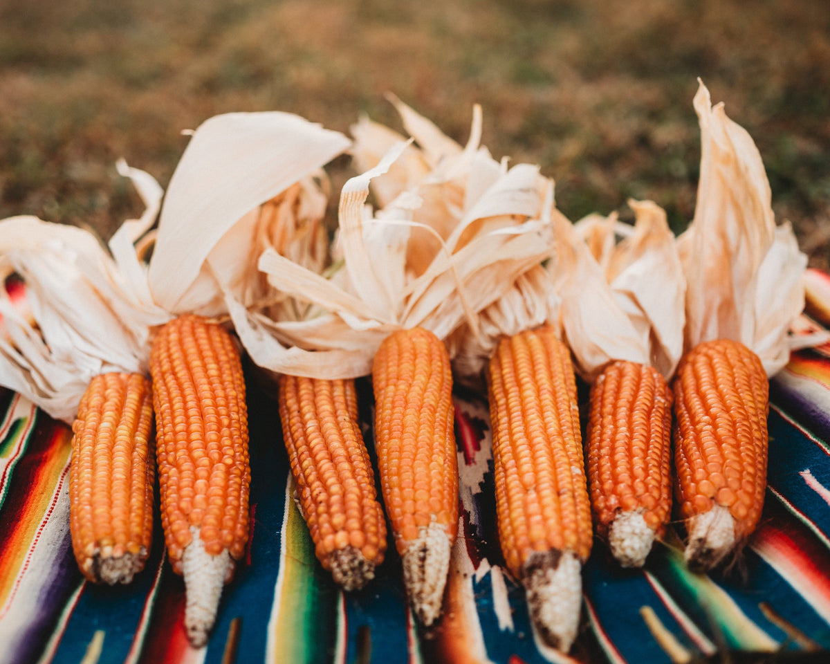 Argentine Cateto Orange Flint Corn