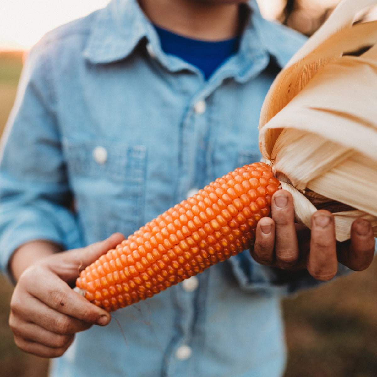 Argentine Cateto Orange Flint Corn